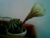 Wild Flower