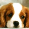 Dog Red